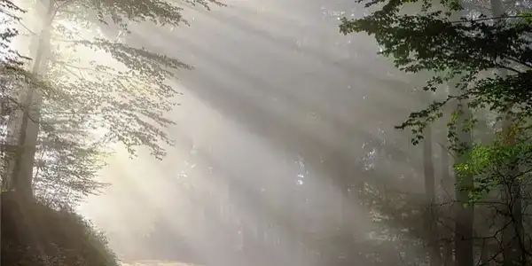 甲木生於寅月好不好？甲木日主生在寅月命運解析