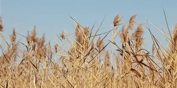 八字中丁火生於亥月好不好？丁火日主生於亥月怎麼樣？
