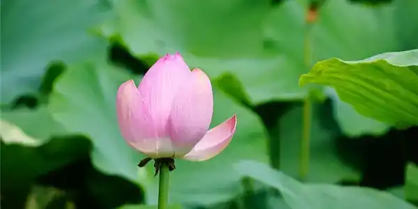 戊子己丑霹靂火命是什麼意思？納音霹靂火命好不好？